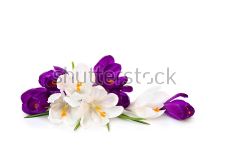 Картина Букетик ярко-фиолетовых и белых крокусов на белом фоне 