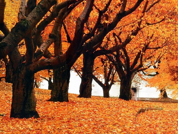 Картина маслом Осенний парк (Autumn Park) 