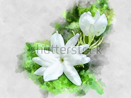 Картина Иллюстрация нежных цветов жасмина на фоне акварельных пятен зелёного цвета 