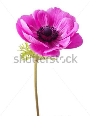 Картина Нежный фиолетовый цветок анемоны на белом фоне 