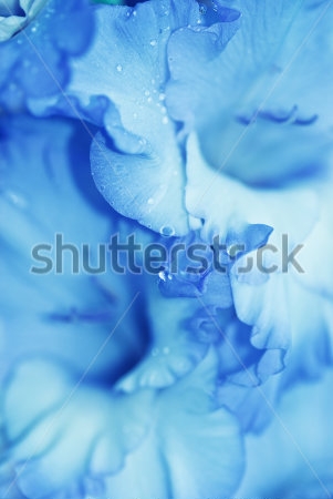Картина Синие лепестки гладиолуса крупным планом 
