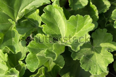 Картина Симпатичные зелёные листья герани 