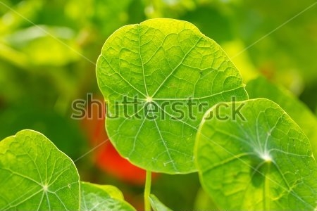 Картина Яркие зелёные листья настурции 