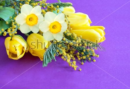 Постер Красивый весенний букет с нарциссами, тюльпанами и мимозой на сиреневом фоне  