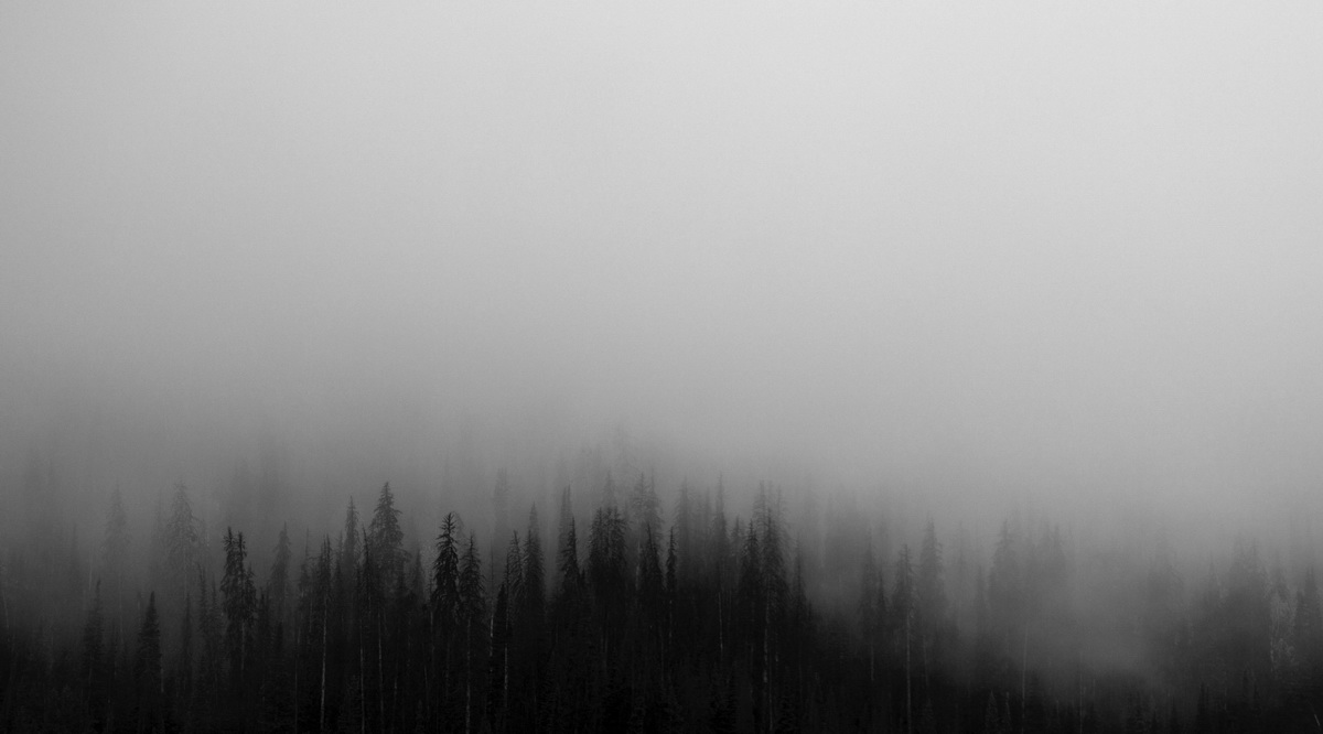 Постер Туман над лесом  
