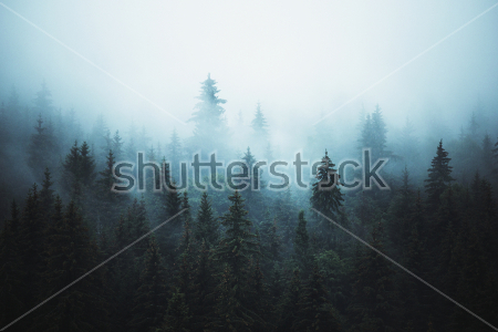 Постер Фантастический пейзаж с густым туманом в еловом лесу  