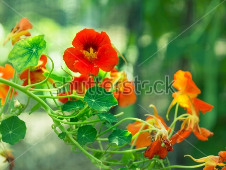 Картина Гирлянда красивой цветущей настурции с оранжевыми цветами 