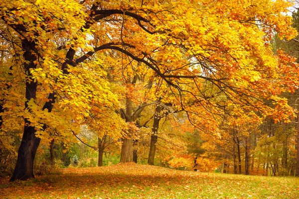 Постер Осенний лес (Autumn forest)  