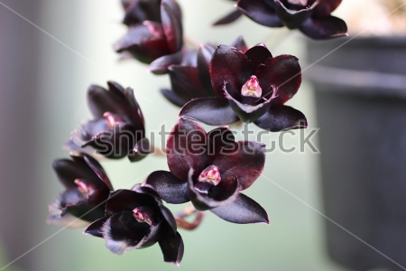 Картина Прекрасные цветы чёрной орхидеи крупным планом 