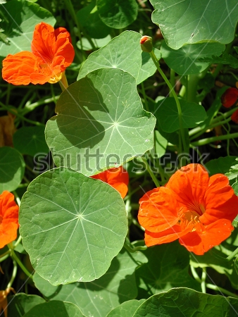 Картина Яркая настурция с оранжевыми цветами на зелёном фоне листьев 