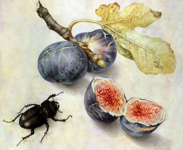 Картина Жук рядом с фруктами (Beetle next to fruit) Гарцони Джованна
