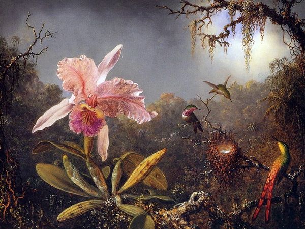 Картина Орхидея и три колибри (Cattleya Orchid and Three Brazilian Hummingbirds) Хэд Мартин Джонсон