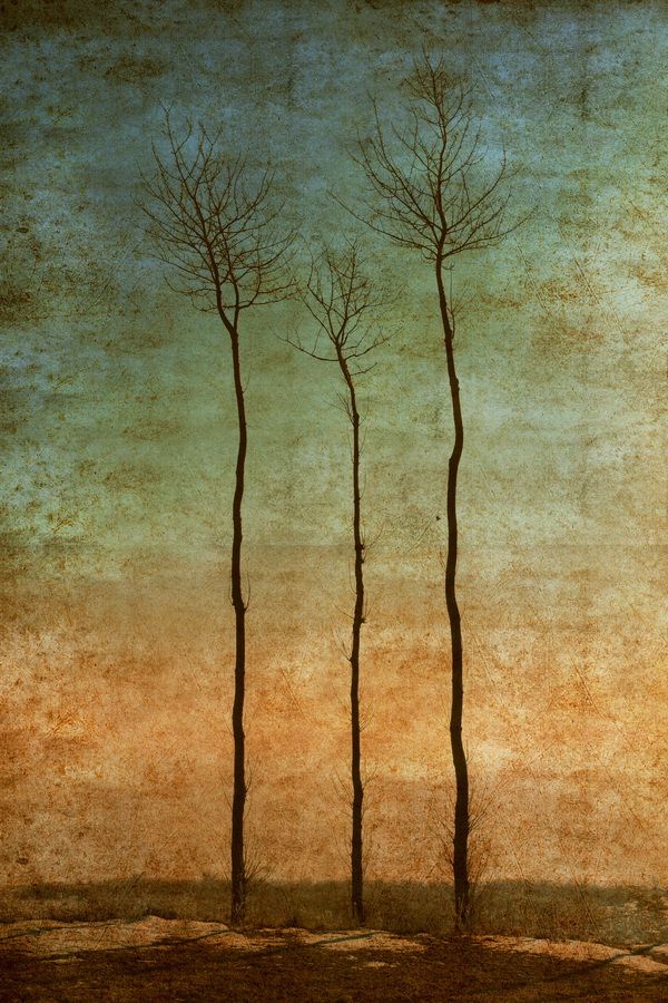 Постер Деревья (Trees)  