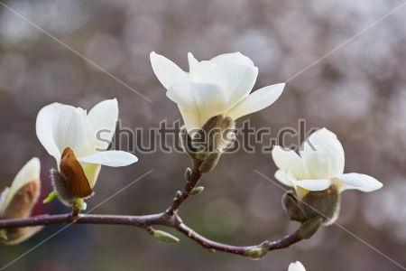 Картина маслом Ветка белой цветущей магнолии с почками 