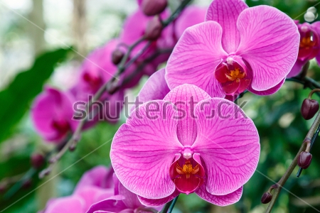 Картина Красивые фиолетовые цветы орхидеи в цветочном саду саду 