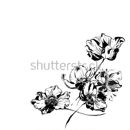 Картина Красивый чёрно-белый рисунок цветов анемоны 