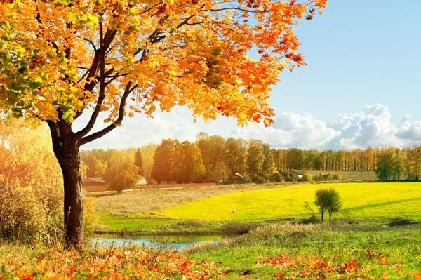 Картина маслом Осенний пейзаж (Autumn Landscape) 