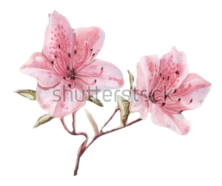 Картина Акварельный рисунок розовых цветов рододендрона на белом фоне 