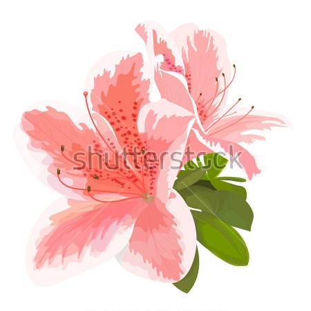 Картина Иллюстрация с нежными розовыми цветами рододендрона на белом фоне 