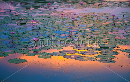 Картина Поляна розовых лотосов с красивым отражением заката в пруду 