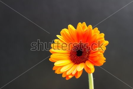 Картина Яркий оранжевый цветок герберы на чёрном фоне 