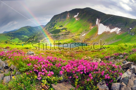 Картина Цветущие кусты розовых рододендронов на фоне красивого альпийского пейзажа и радуги 