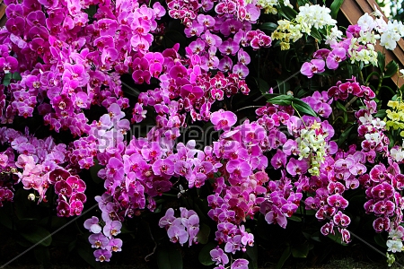 Картина маслом Розовые и белые цветы орхидей в роскошном цветочном саду 