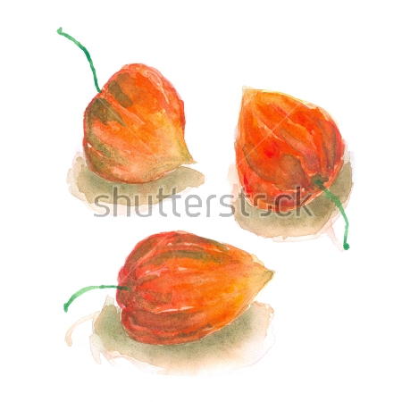 Картина маслом Акварельный рисунок оранжевых фонариков физалиса 