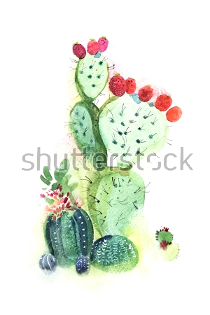 Картина Акварельная иллюстрация опунции с ярко-красными ягодами и маленькими эхинопсисами 