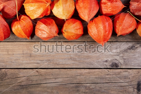 Картина Красивые оранжевые фонарики физалиса на доске 