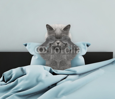Постер кошка проснется после сна  