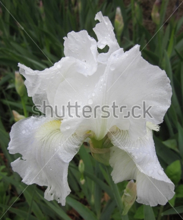 Картина Пышный белый цветок ириса с капельками росы 