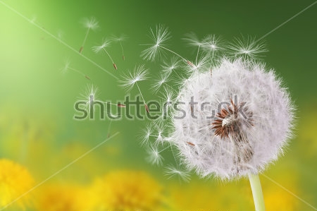 Картина Пушистый цветок одуванчика с летящими семенами на фоне летнего пейзажа 