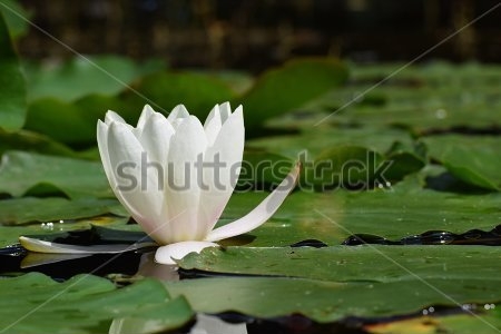 Картина Красивый цветок белой кувшинки в пруду 