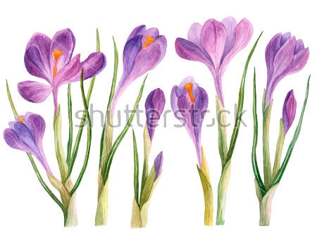 Картина Акварельная иллюстрация фиолетовых крокусов на белом фоне 