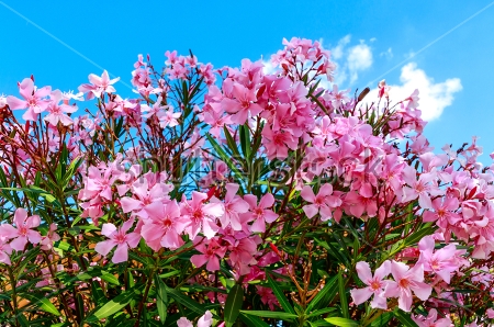 Картина Прекрасные розовые цветы олеандра на фоне голубого неба 