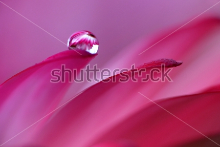 Картина Лепесток розовой герберы с капелькой росы, в которой отражается другой цветок герберы 
