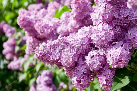 Картина Крупные грозди цветущей фиолетовой сирени в саду  