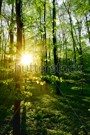 Фотообои Рассвет в лесу