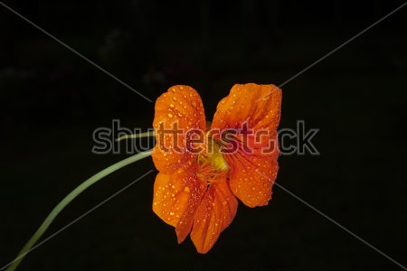 Картина Оранжевый цветок настурции с капельками росы  