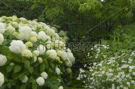 Картина Пышные кусты белой гортензии Аннабель в саду 