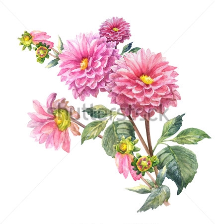 Картина Акварельный рисунок розовых георгинов 