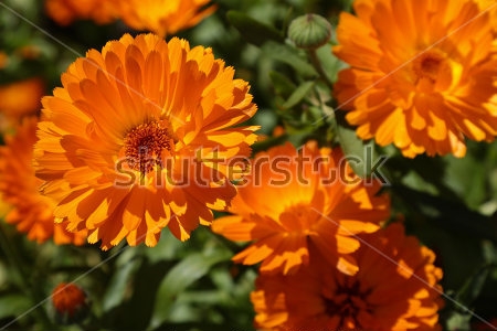Картина Оранжевые цветы календулы  