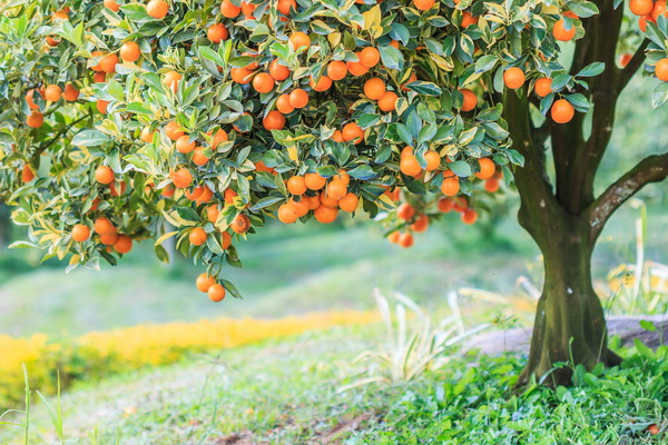 Картина маслом Апельсиновое дерево 