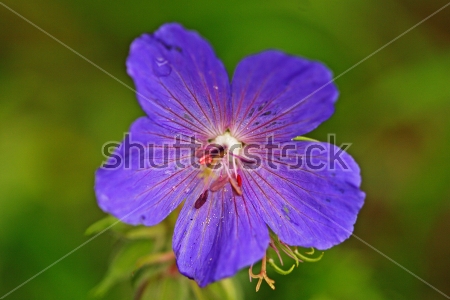 Картина Синий цветок луговой герани крупный планом 