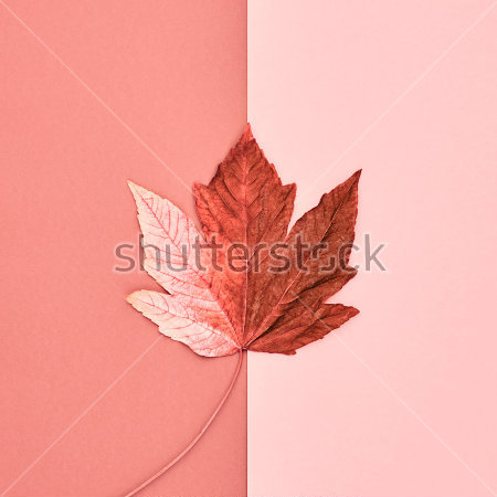 Картина маслом Монохромный коллаж в оттенках розового с осенним кленовым листом 