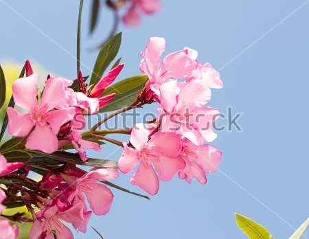 Картина Цветы розового олеандра на фоне голубого неба 