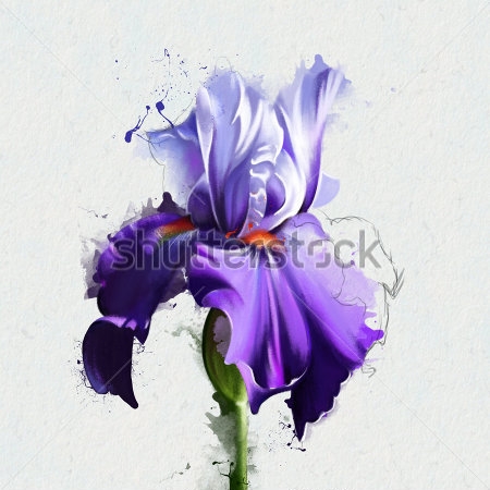 Картина Красивая иллюстрация фиолетового цветка ириса с акварельными брызгами на светлом фоне 