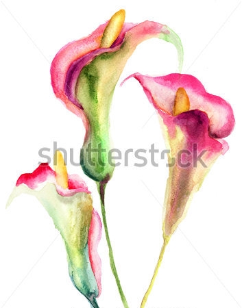 Картина Акварельный рисунок нежного букета розовых калл 