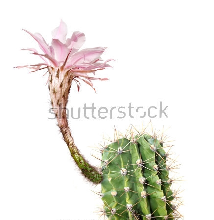 Картина Красивый трубчатый розовый цветок колючего эхинопсиса на белом фоне 